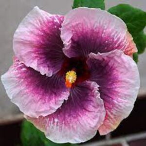 Austrian Hibiscus Plant White and Pink Shaded