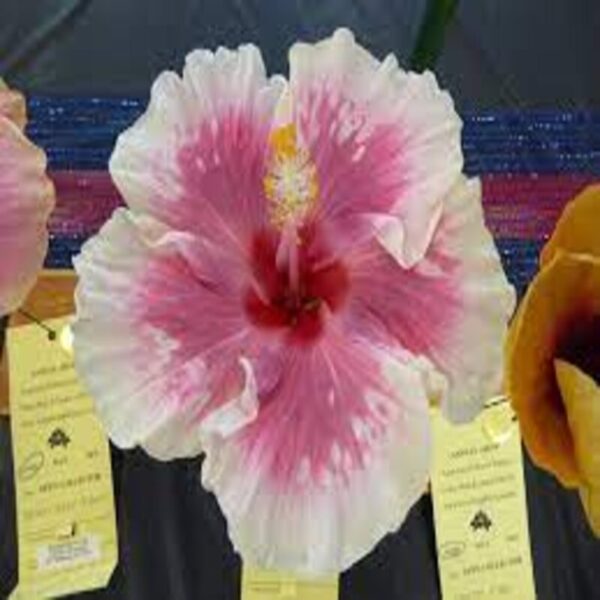 Austrian-Hibiscus-Plant-White-and-Pink-Shaded 3