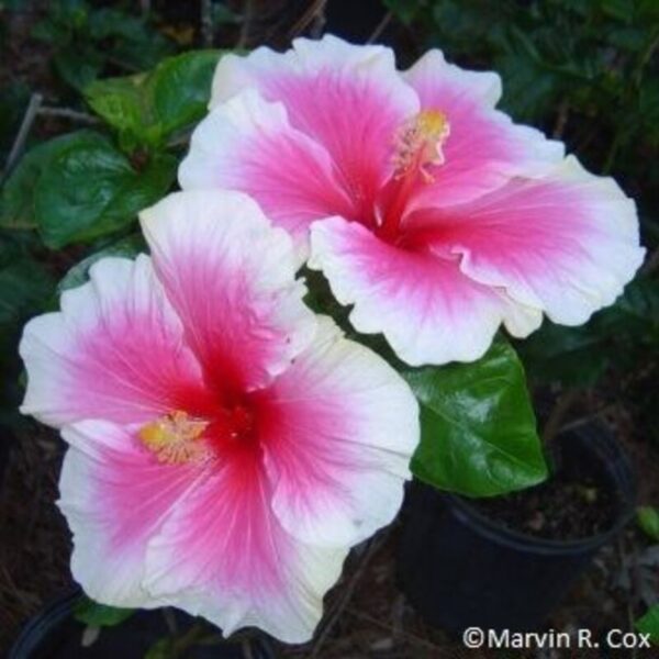 Austrian Hibiscus Plant White and Red Shaded