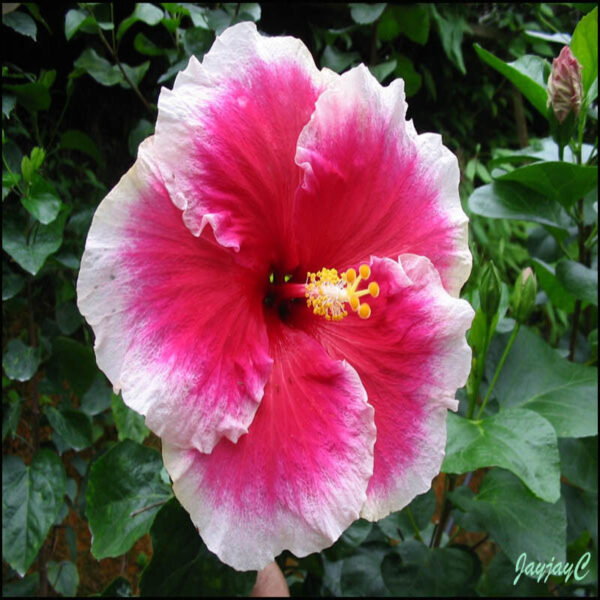 Austrian-Hibiscus-Plant-White-and-Red-Shaded 3