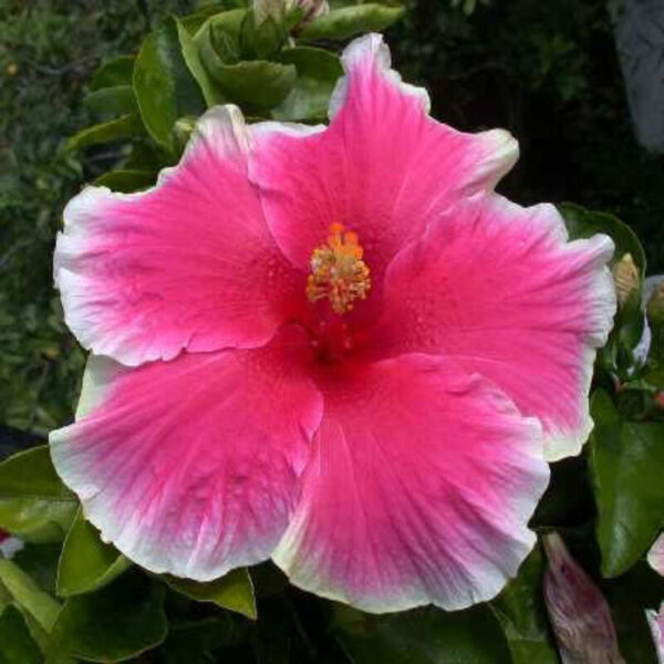 Austrian-Hibiscus-Plant-White-and-Red-Shaded 2