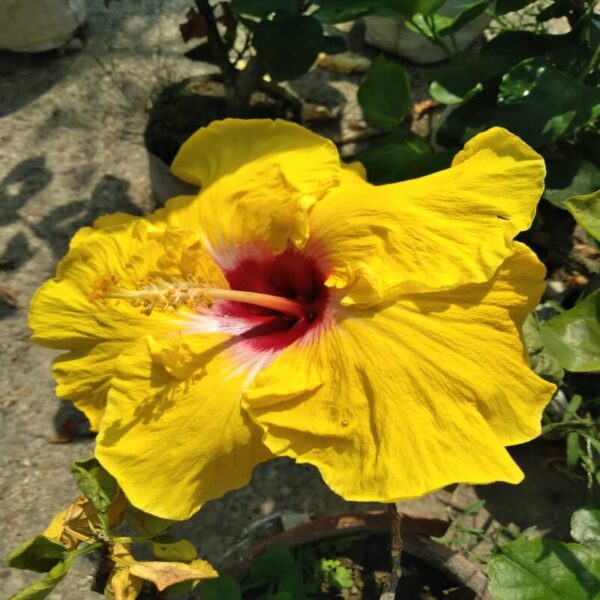 Austrian Hibiscus Flowers Plants Yellow