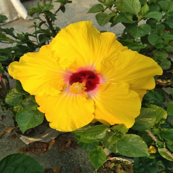 Austrian-Hibiscus-Plant-Yellow2