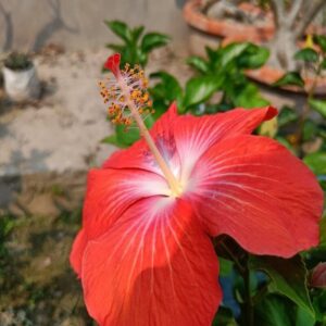 Austrian-Hibiscus-Plant