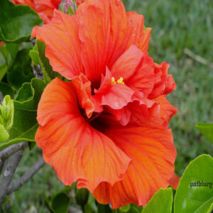 Austrian Hibiscus Flower Plants Light Orange Thoka