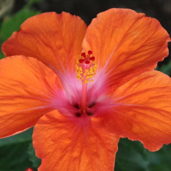 Austrian-Hibiscus-Plants-Light-Orange-Thoka 2