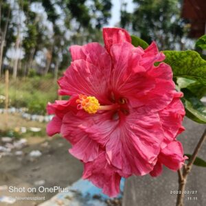 Austrian-Hibiscus-Plants-Pink