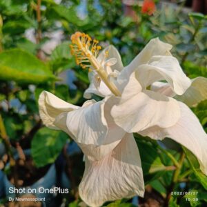 Austrian Hibiscus Plant White Thoka