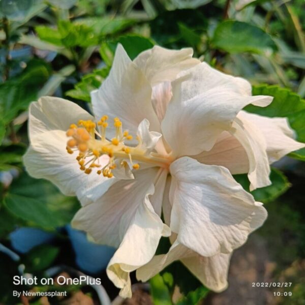 Austrian-Hibiscus-Plants-White-Thoka 2