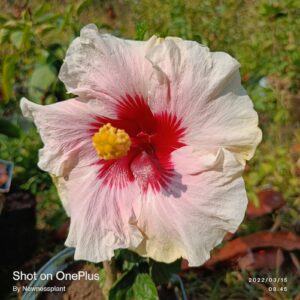 Austrian Hibiscus Flower Plant White & Red Shaded