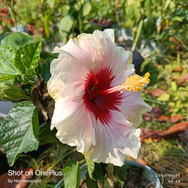 Austrian-Hibiscus-Plants-White-and-Red 2