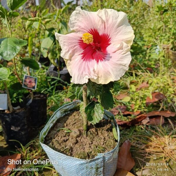 Austrian-Hibiscus-Plants-White-and-Red3