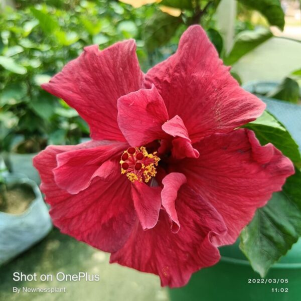 Austrian Hibiscus Red Thoka Plant