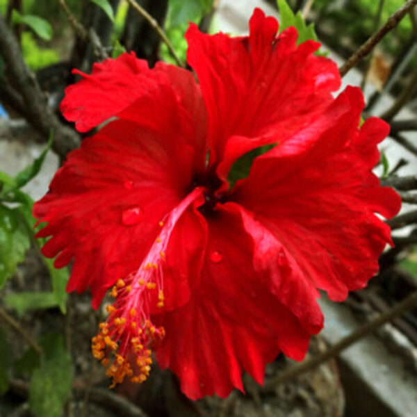 Austrian-Hibiscus-Red-Thoka-Plant 2