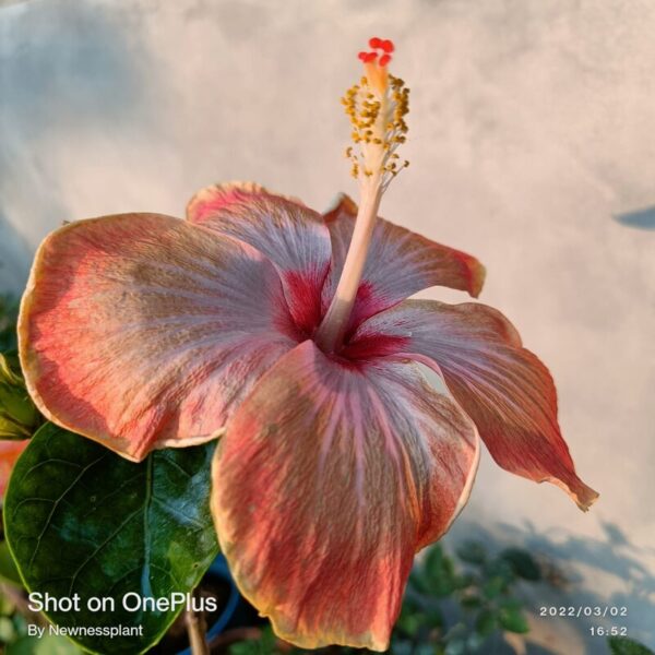 Austrian-Hibiscus-s-Plants-Orange-Shade2