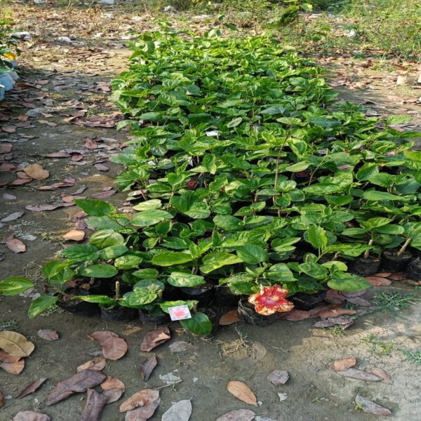 Austrian-Hibiscus-Plant