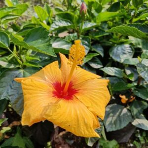 Austrian Hibiscus Plant Yellow