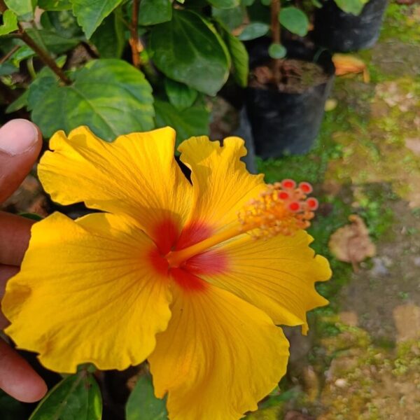 Austrian-Hibiscus-s-Plants-Yellow 2