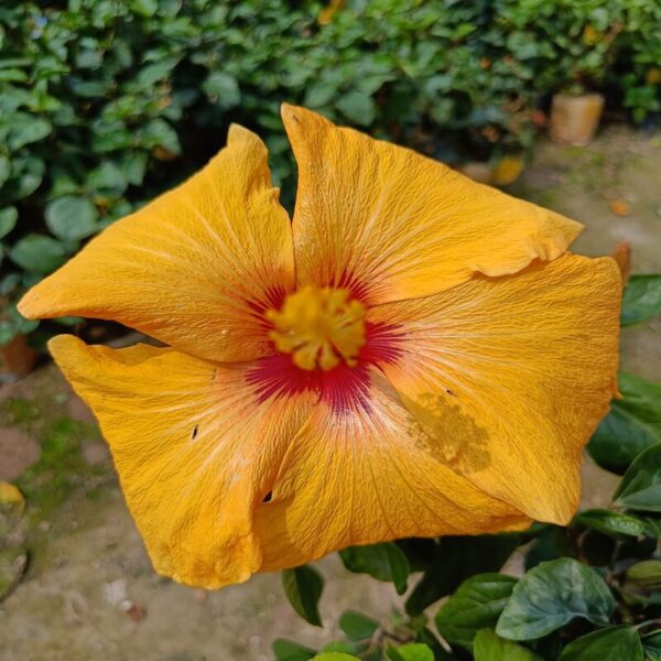 Austrian-Hibiscus-s-Plants-Yellow 3