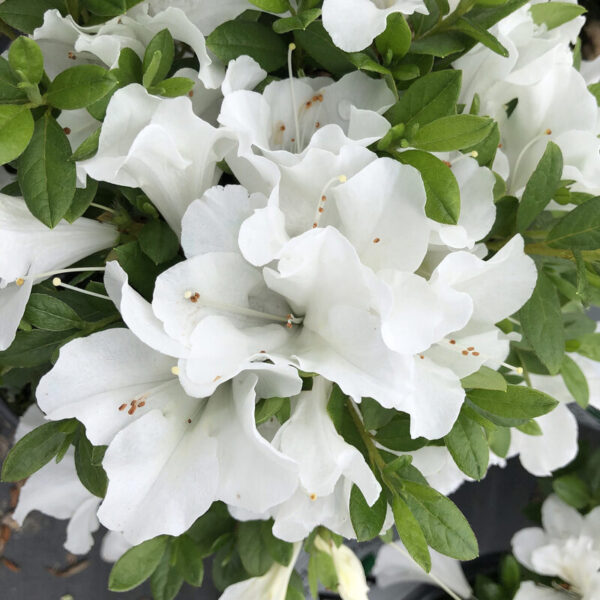 Azalea-flower-Plant-White