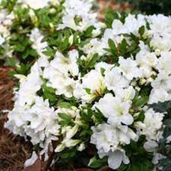 Azalea-flower-Plant-White 3