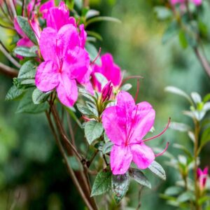 Azalea Flowering Plants Purple