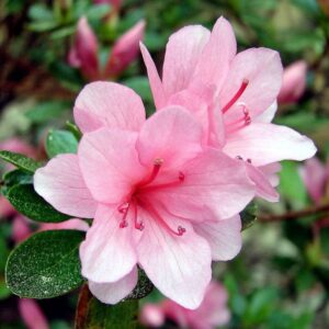 Azalea Flowering Plants White and Pink