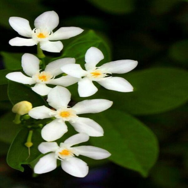 Bhutanmallika-flower-Plant