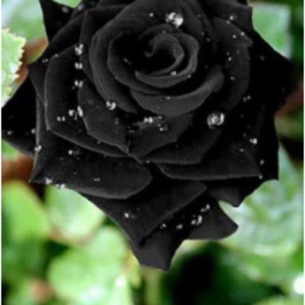 Buy Black Rose Grafting Plant Online, Best Price, India