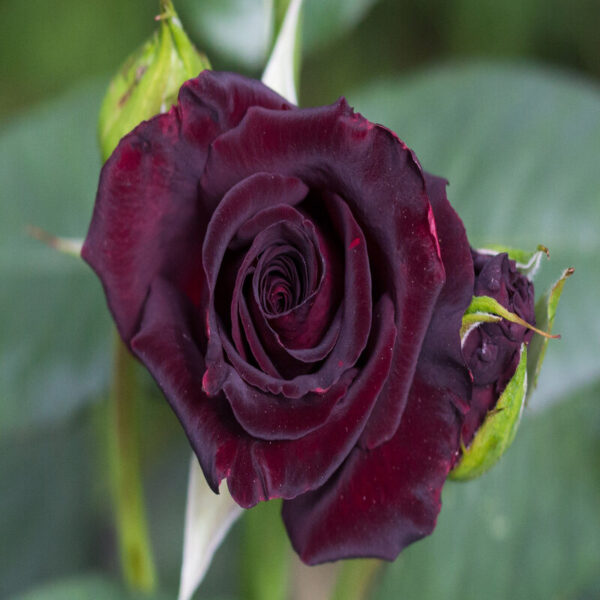 Black-Rose-Plant 3