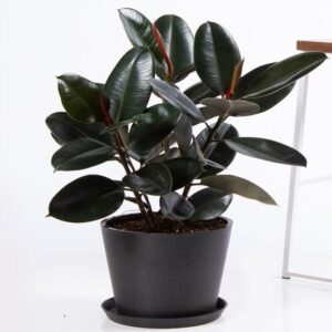 Black Rubber Plant