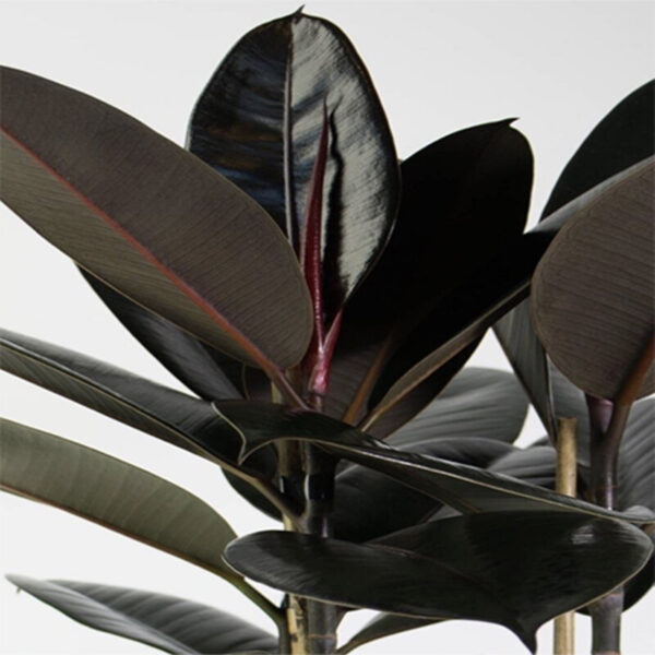 Black-Rubber-Plant 2