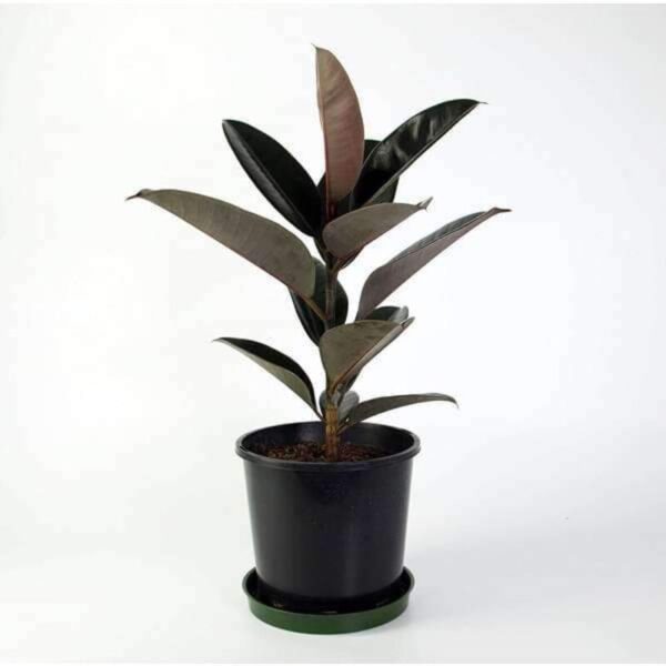 Black-Rubber-Plant 4