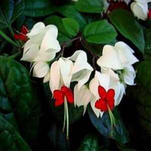 Bleeding Heart Vine White Plant