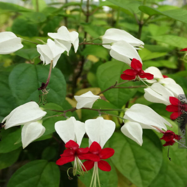 Bleedflower-Heart-Vine-White-Plant-Creepers-&-Climbers 3