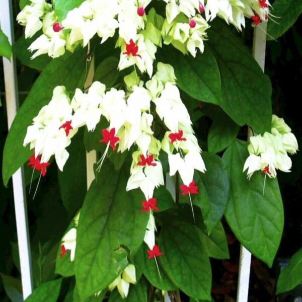 Bleedflower-Heart-Vine-White-Plant-Creepers-&-Climbers 2