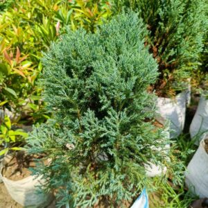 Blue Pine Plant