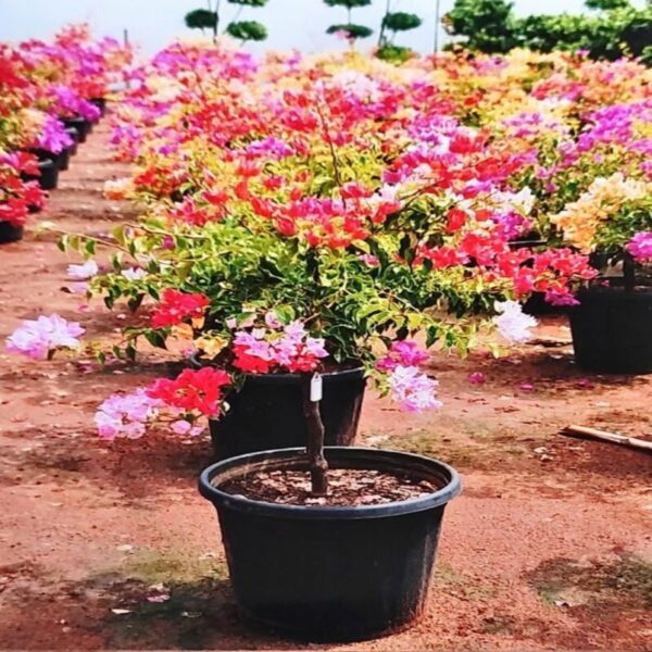 Bonsai-Bougainville-Plant-10-Colour-3