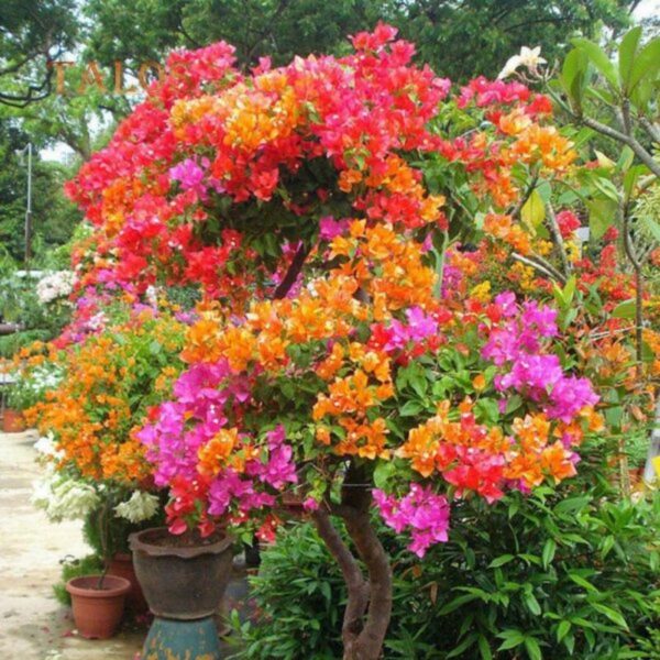 Bonsai-Bougainville-Plant-10-Colour-2