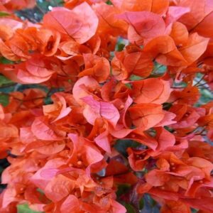 Bougainvillea-flower-Plant-Orange