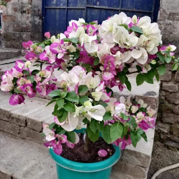 Bougainvillea-flower-Plant-Pink-And-White-Shaded2