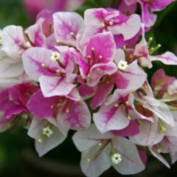 Bougainvillea-flower-Plant-Pink-And-White-Shaded