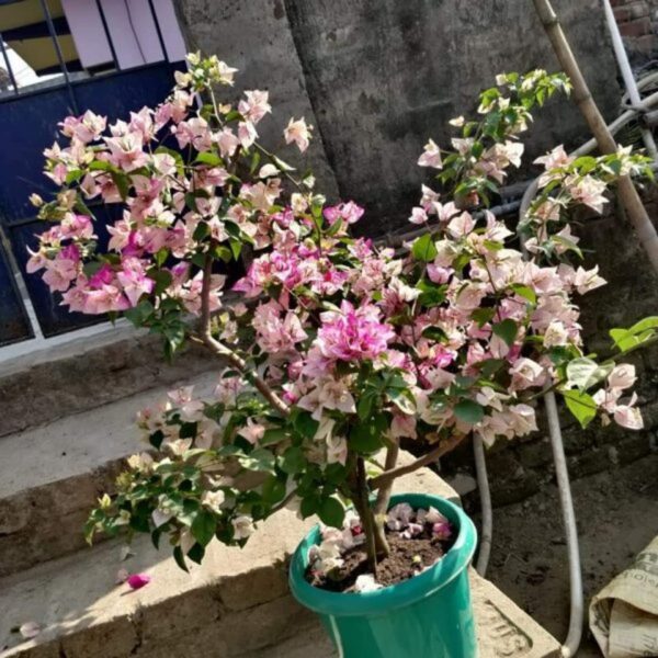 Bougainvillea-flower-Plant-Pink-And-White-Shaded3