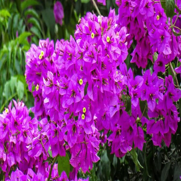 Bougainvillea-flower-Plant-Purple 2