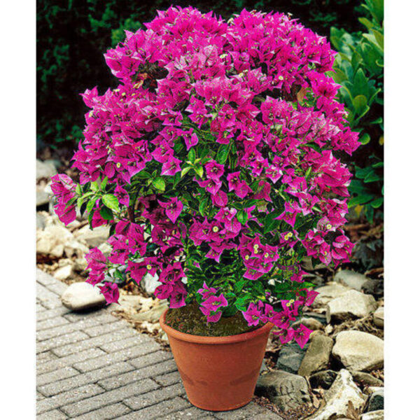 Bougainvillea-flower-Plant-Purple 3