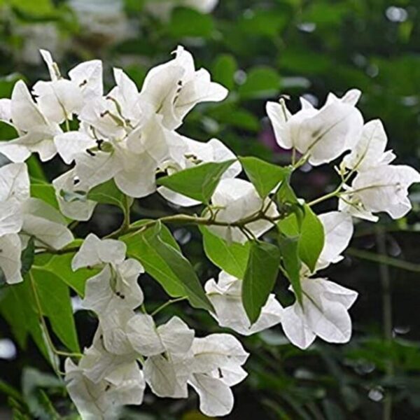 Bougainvillea-flower-Plant-White