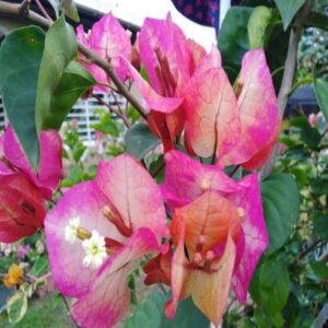 Bougainvillea-flower-Plants-Chitra