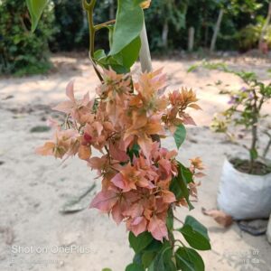 Bougainvillea Flowering Plants Light Color