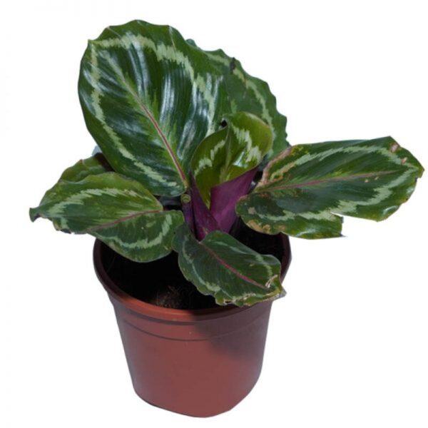 Calathea-Roseopicta-Plant 3