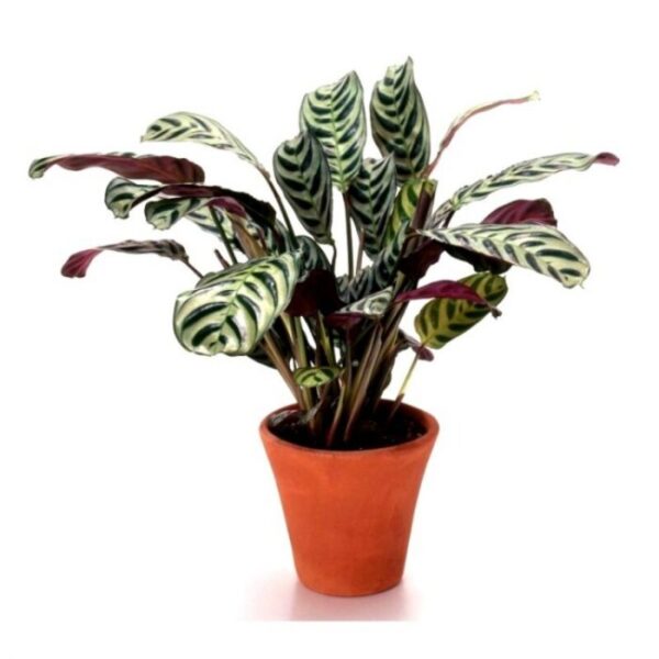 Calathea-Roseopicta-Plant 2